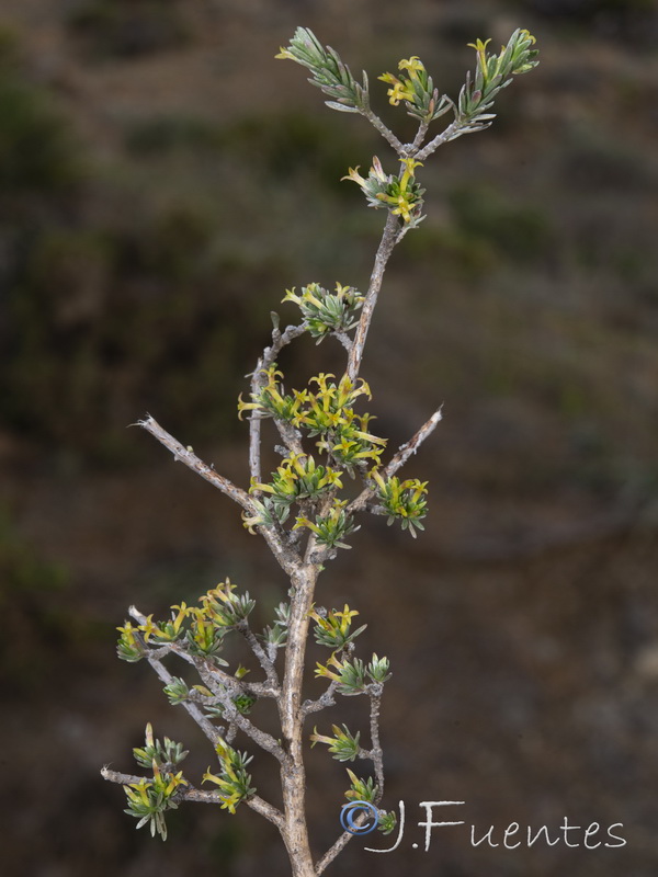 Thymelaea argentata.14