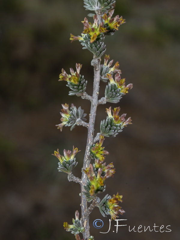 Thymelaea argentata.15