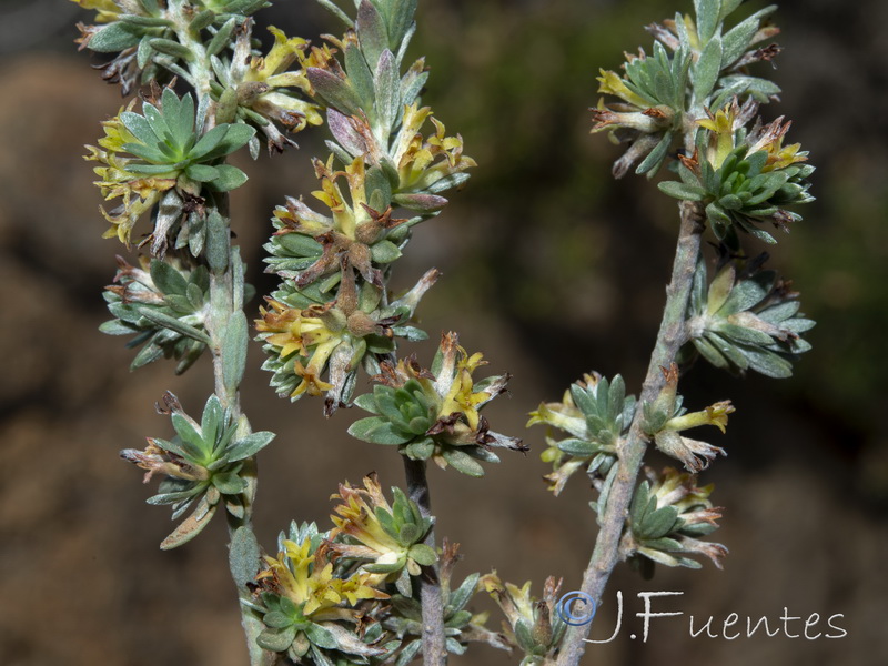 Thymelaea argentata.18