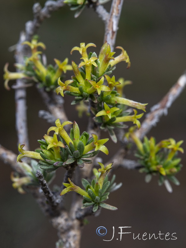 Thymelaea argentata.11