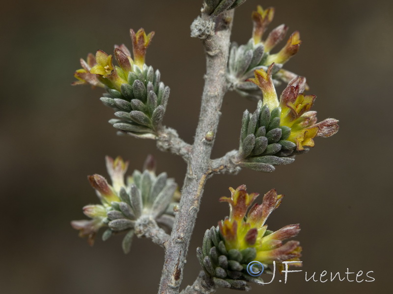 Thymelaea argentata.21