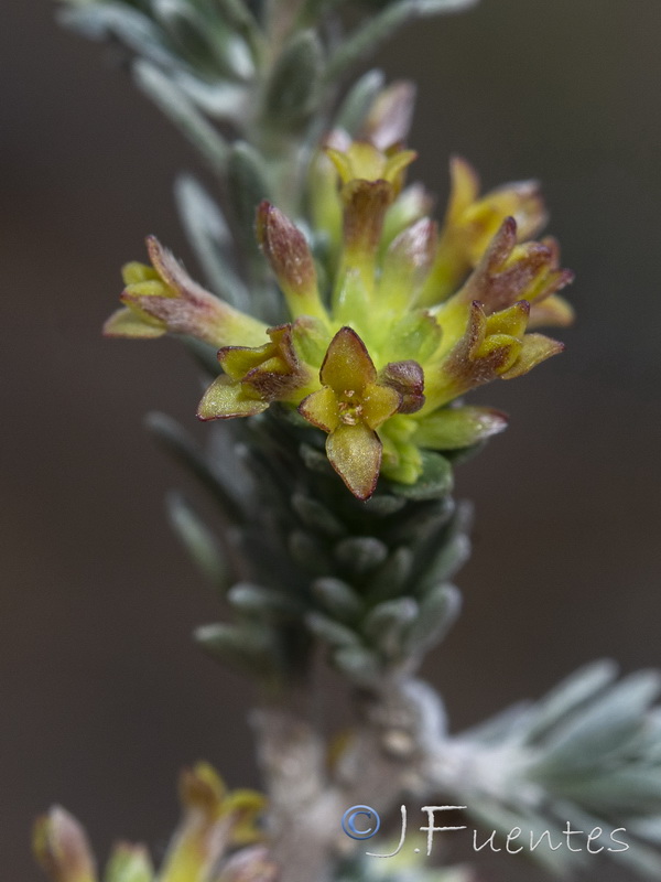 Thymelaea argentata.22