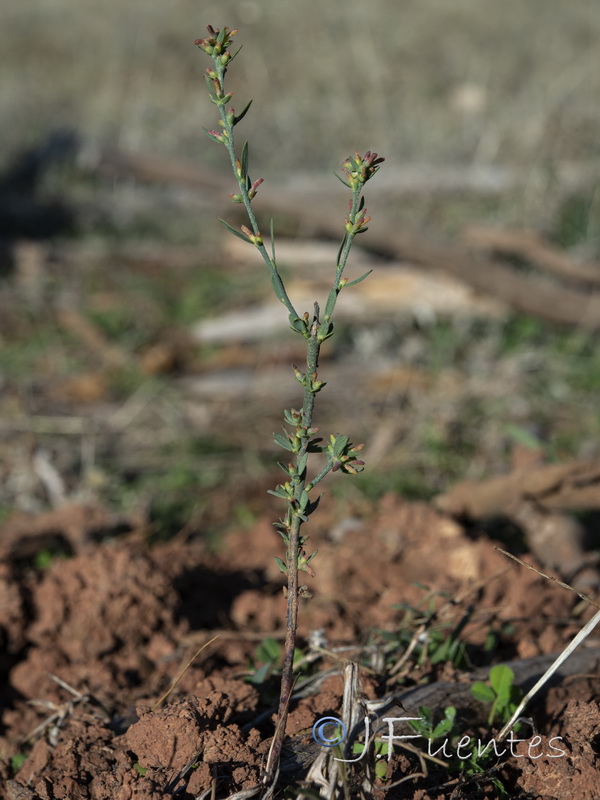 Thymelaea gussonei.01