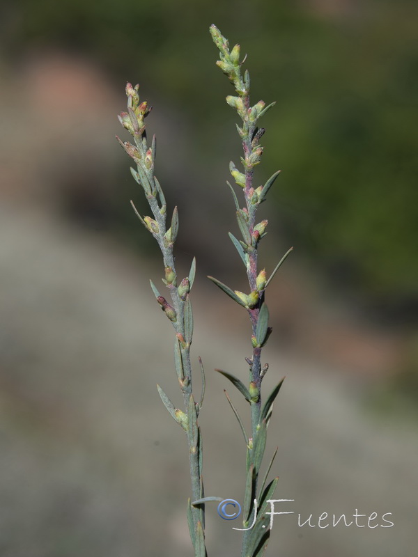 Thymelaea gussonei.02