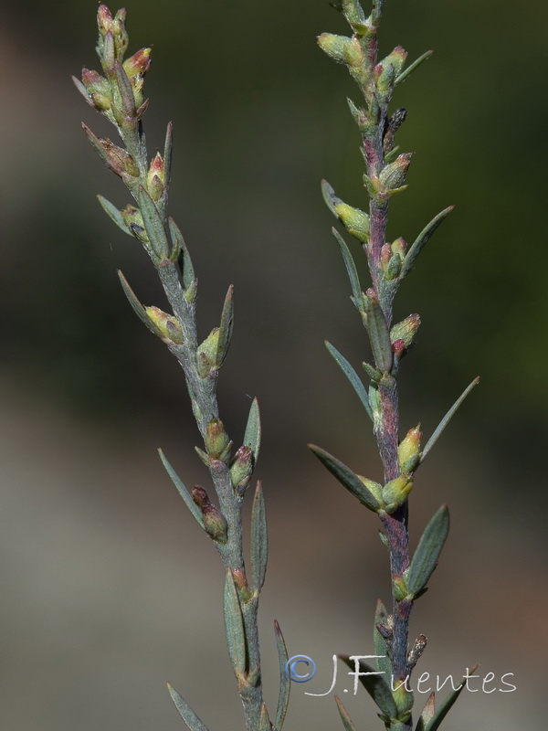 Thymelaea gussonei.03