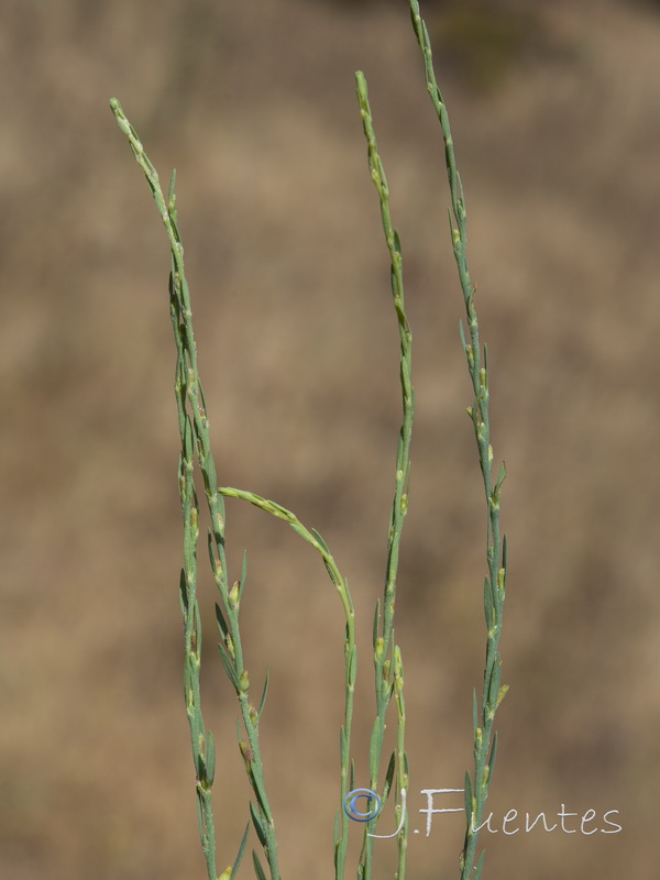 Thymelaea gussonei.04