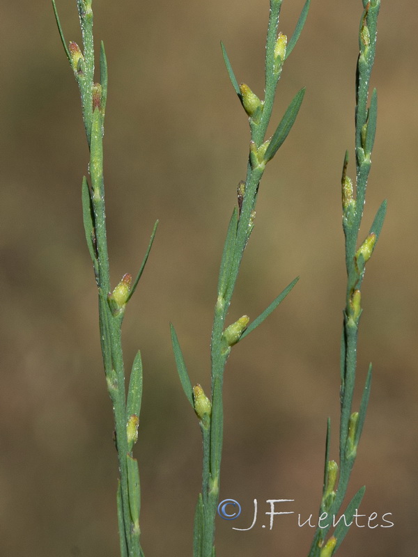 Thymelaea gussonei.06