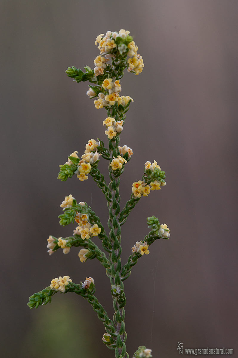 Thymelaea hirsuta