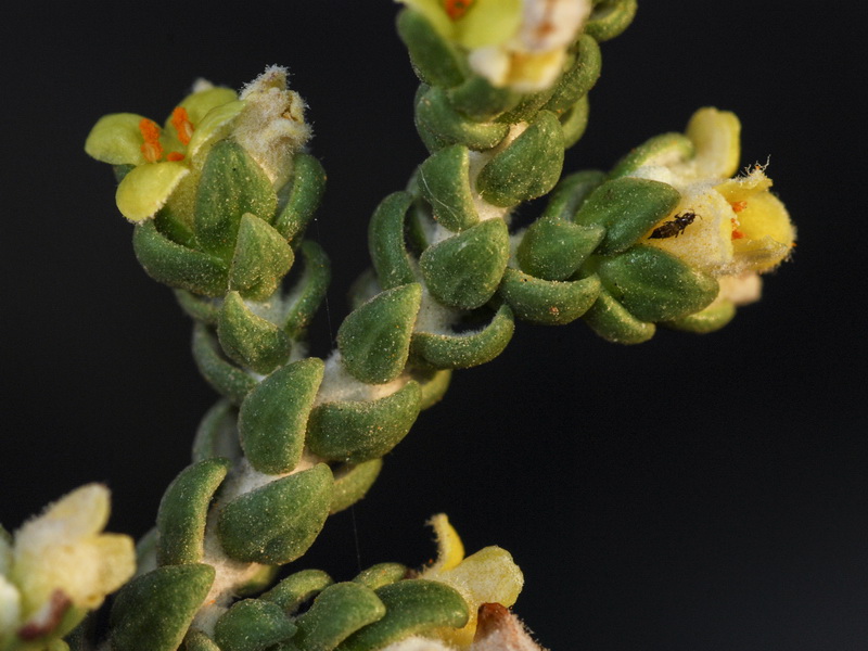 Thymelaea hirsuta.08
