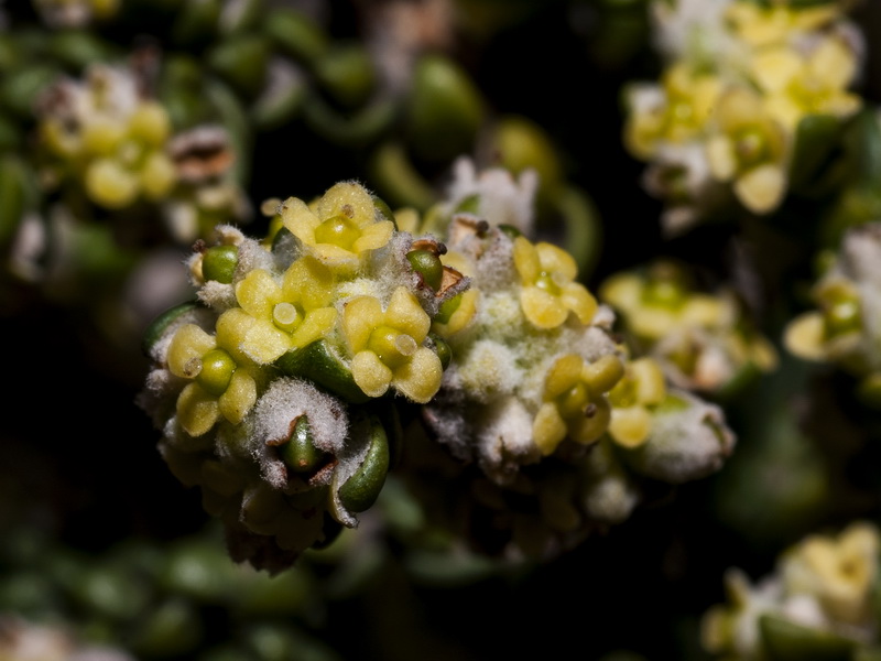 Thymelaea hirsuta.10