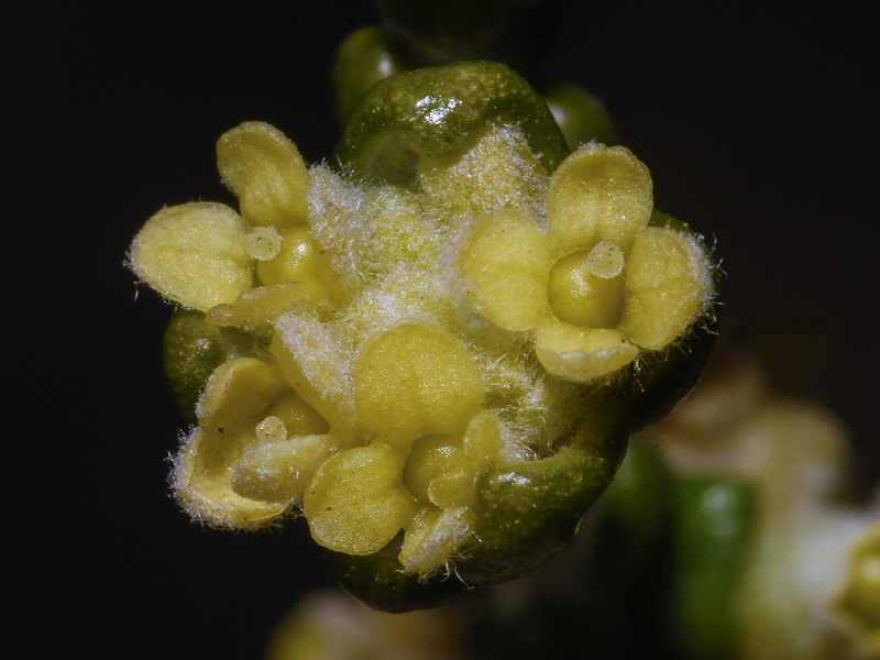 Thymelaea hirsuta.11