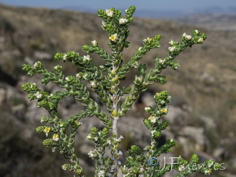 Thymelaea hirsuta.13