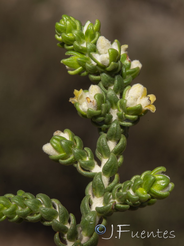 Thymelaea hirsuta.15