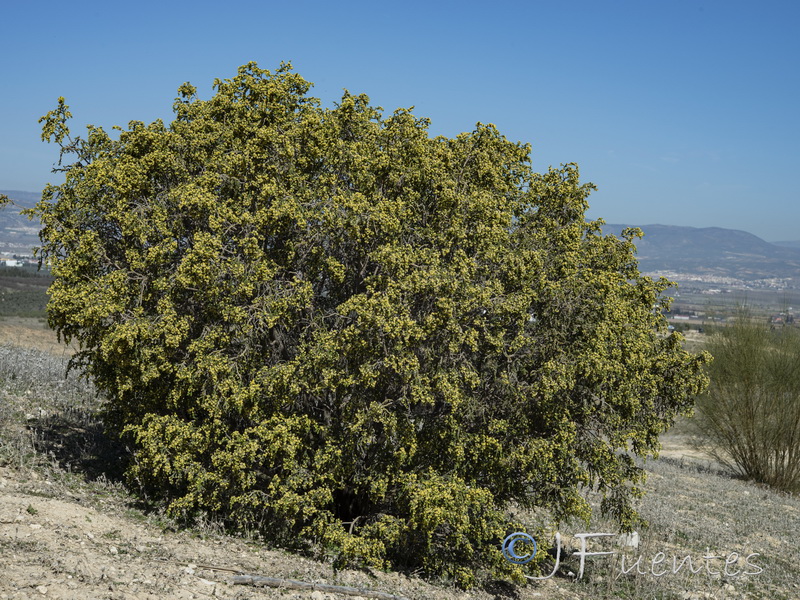 Thymelaea hirsuta.01