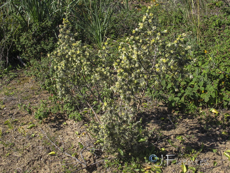Thymelaea lanuginosa.01