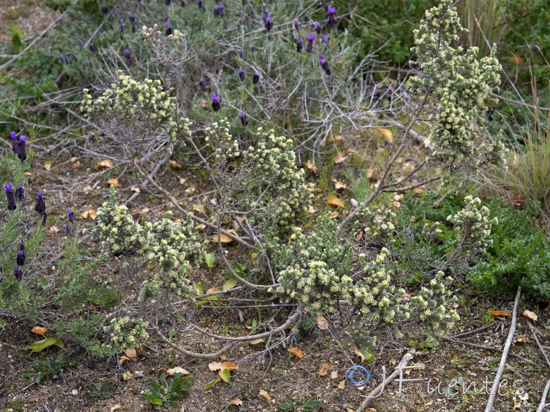 Thymelaea lanuginosa.04