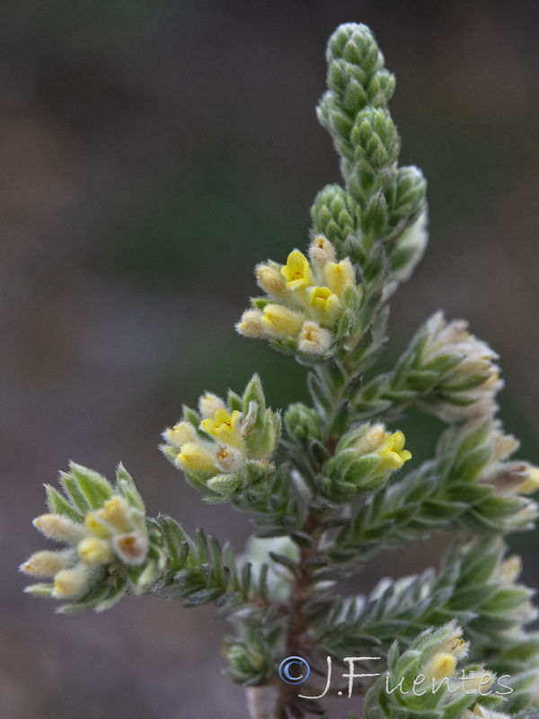 Thymelaea lanuginosa.05