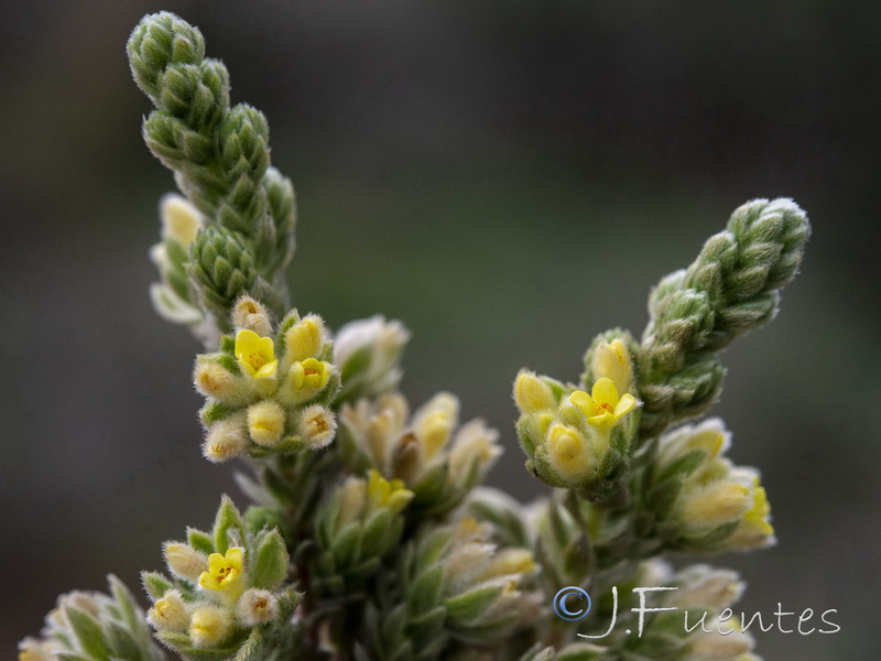 Thymelaea lanuginosa.06