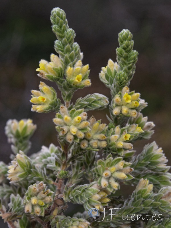 Thymelaea lanuginosa.03