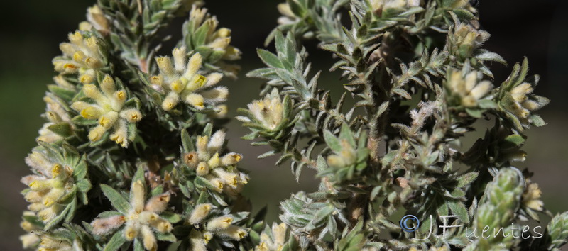 Thymelaea lanuginosa.09