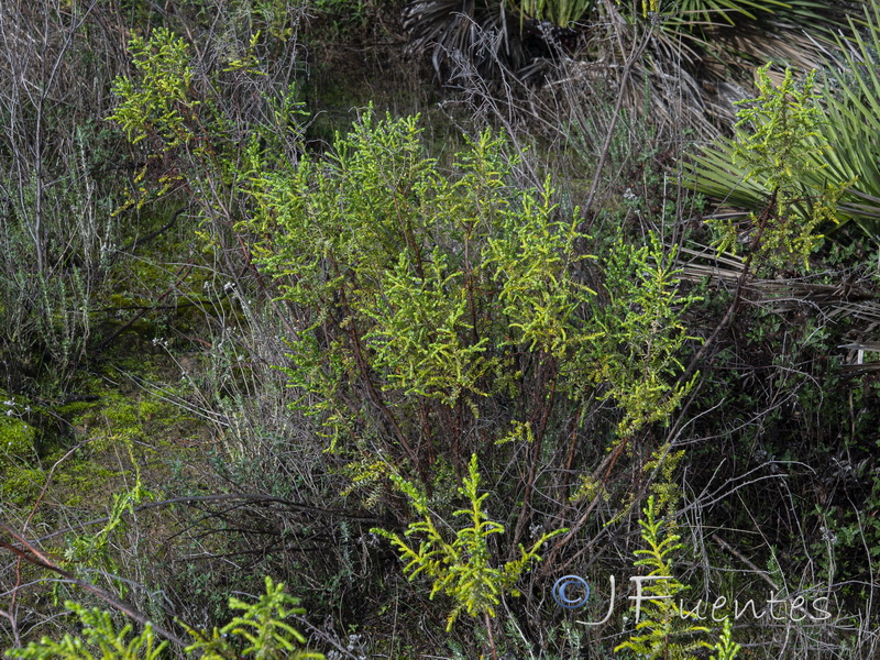 Thymelaea lythroides.01