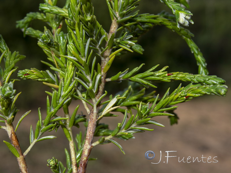 Thymelaea lythroides.06