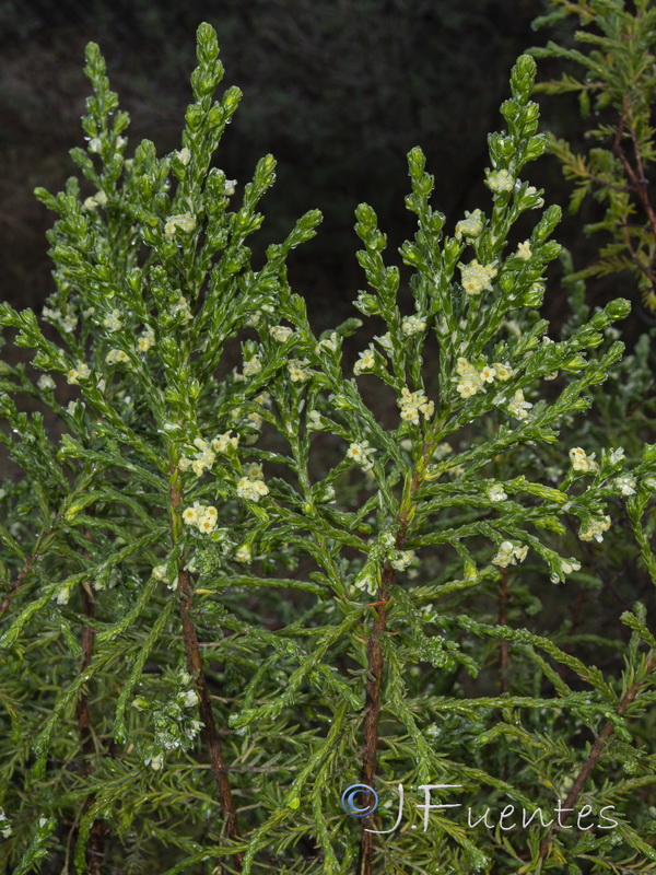 Thymelaea lythroides.08