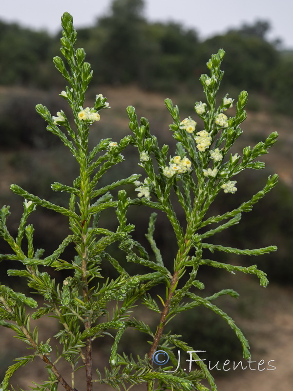 Thymelaea lythroides.09