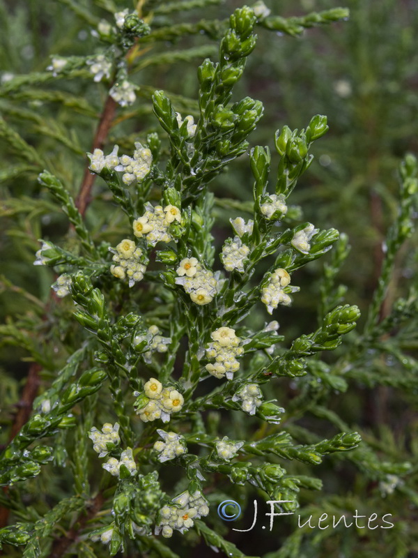 Thymelaea lythroides.11