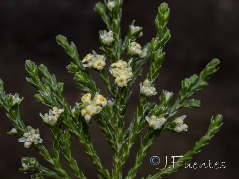 Thymelaea lythroides.12