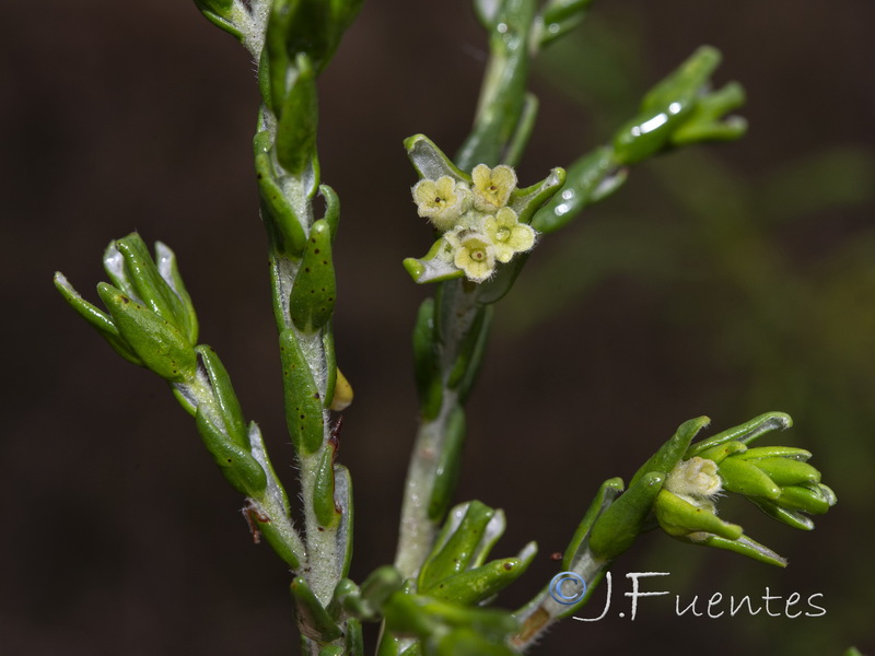 Thymelaea lythroides.13