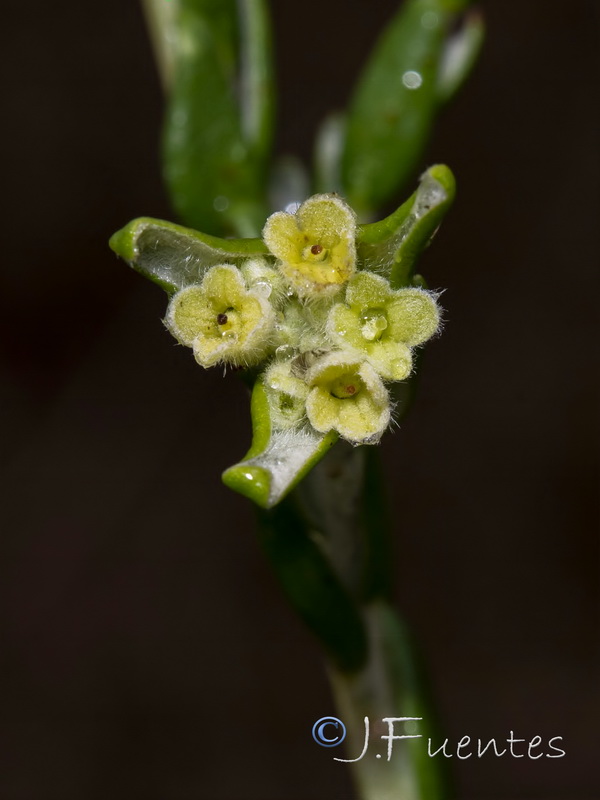 Thymelaea lythroides.14