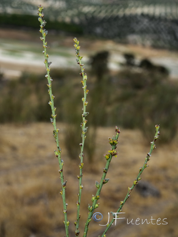 Thymelaea passerina.01