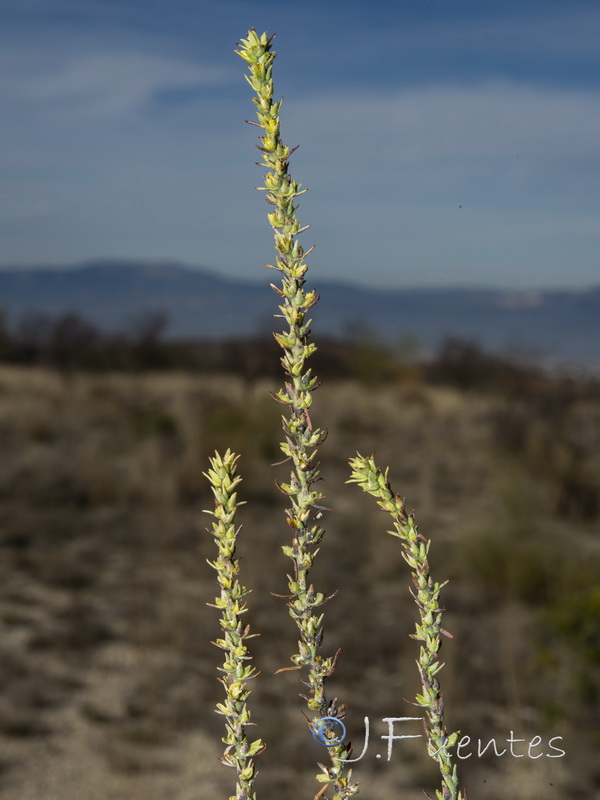 Thymelaea passerina.02