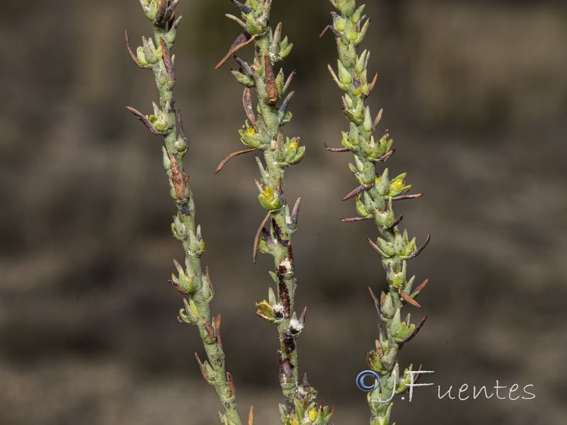 Thymelaea passerina.03