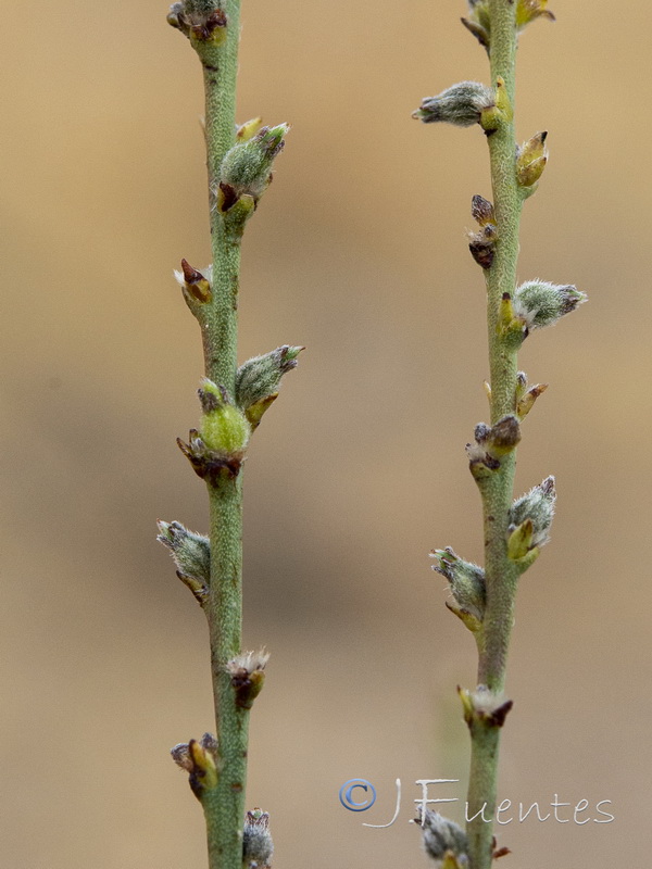 Thymelaea passerina.05