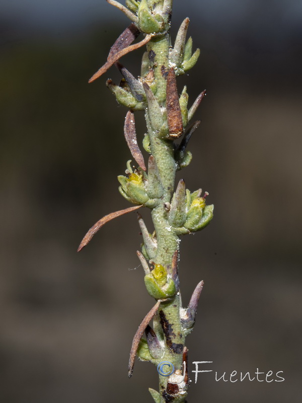 Thymelaea passerina.06