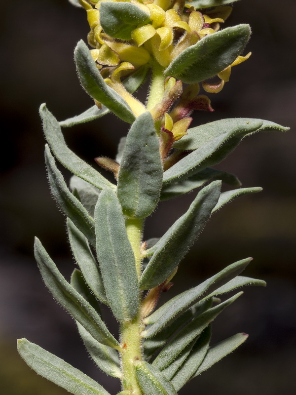 Thymelaea pubescens elliptica.07