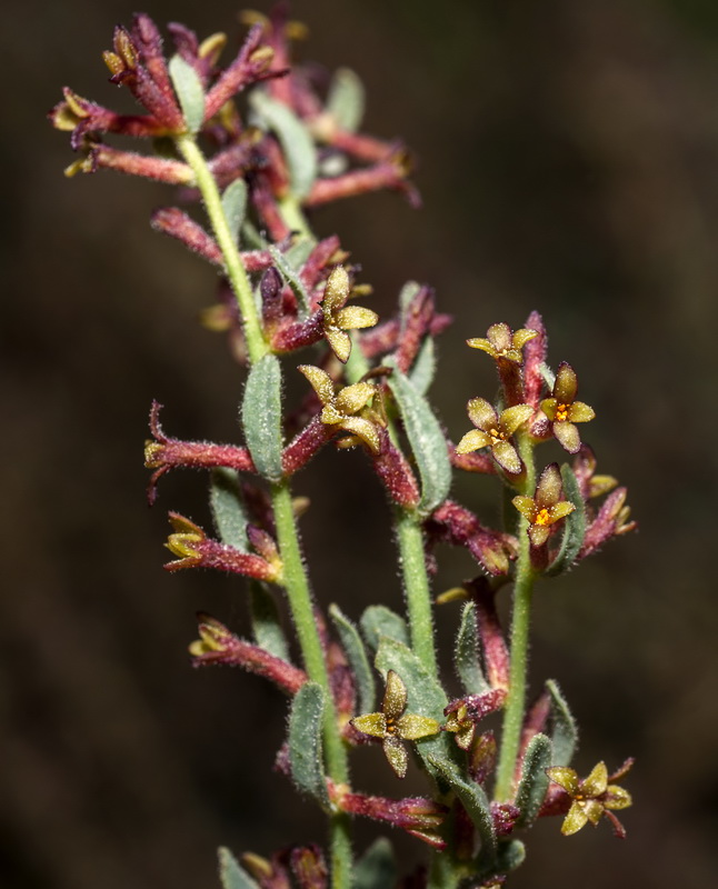 Thymelaea pubescens elliptica.09