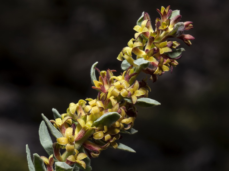 Thymelaea pubescens elliptica.10