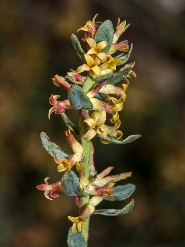 Thymelaea pubescens elliptica.12