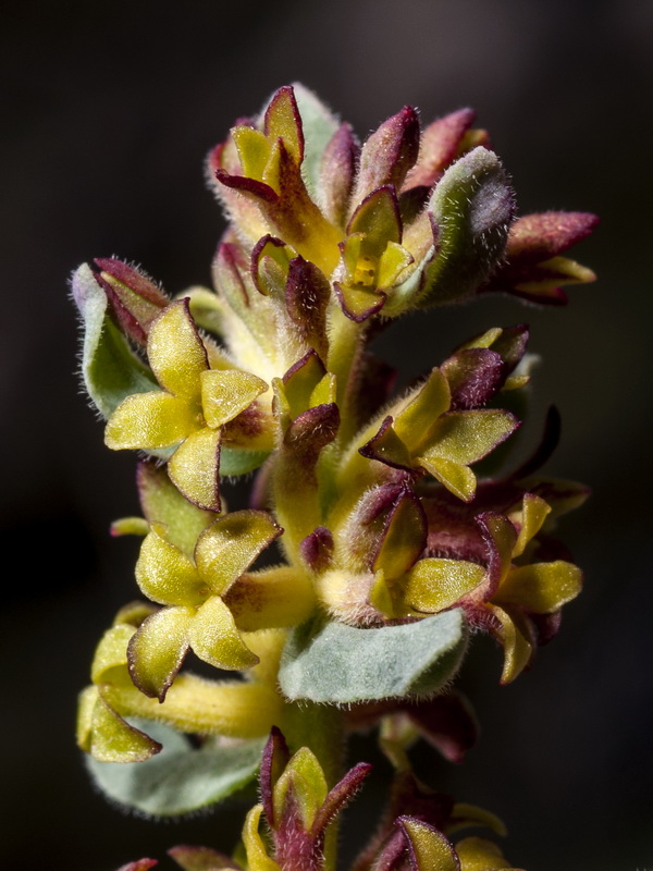 Thymelaea pubescens elliptica.14