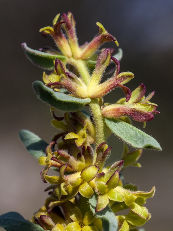 Thymelaea pubescens elliptica.16