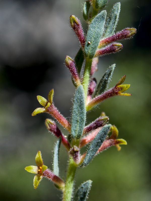 Thymelaea pubescens elliptica.17