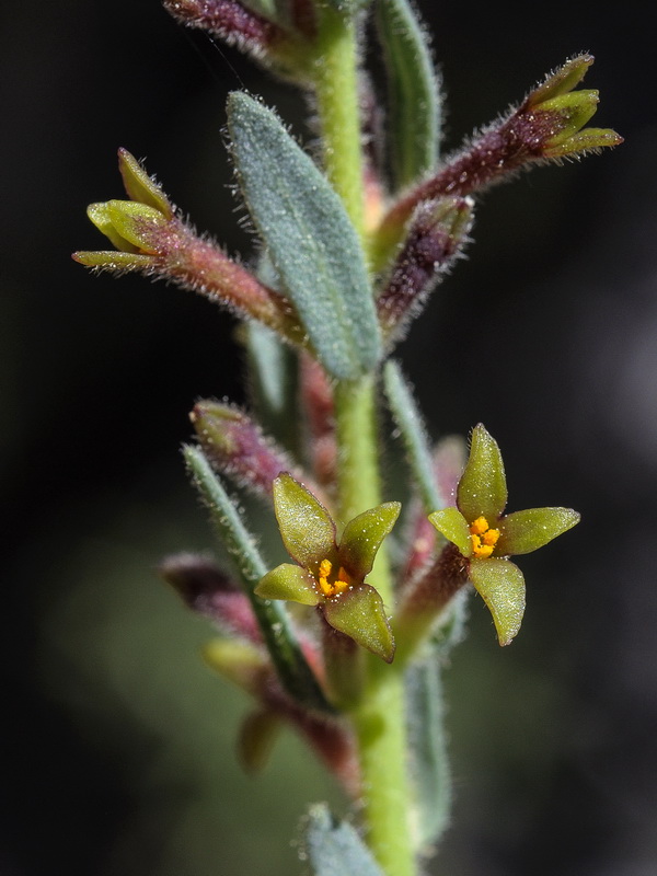 Thymelaea pubescens elliptica.18