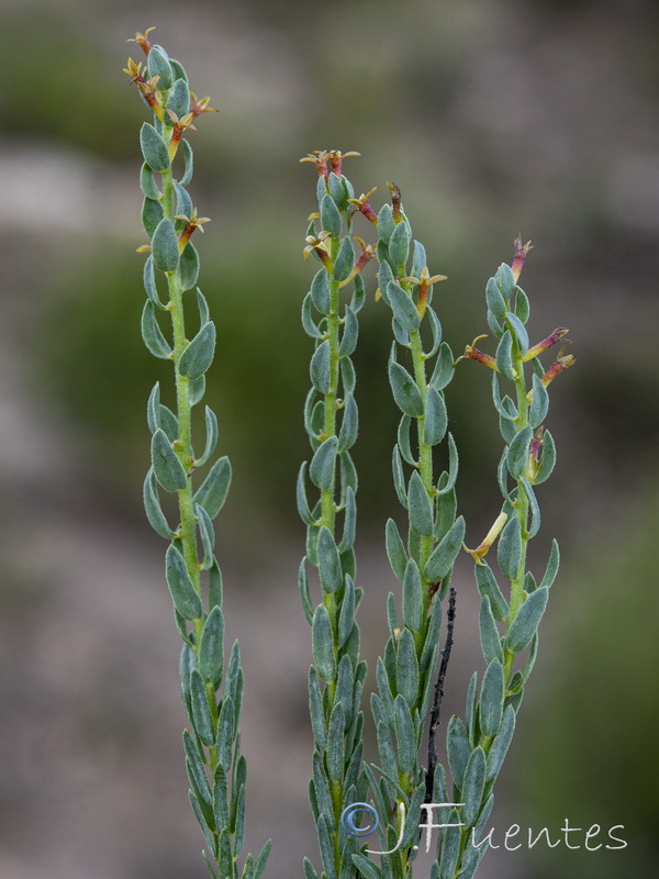 Thymelaea pubescens elliptica.21
