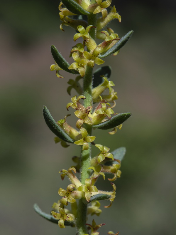 Thymelaea pubescens elliptica.28