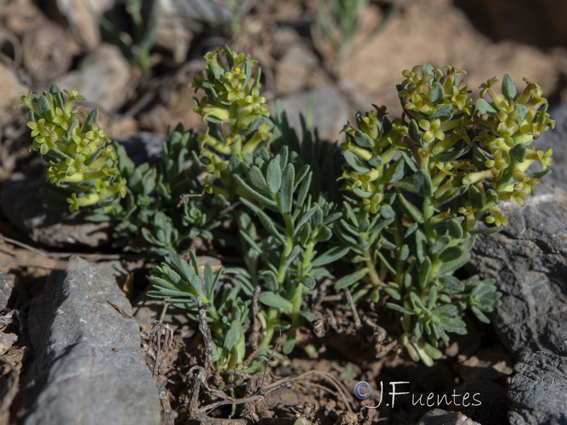 Thymelaea pubescens elliptica.01