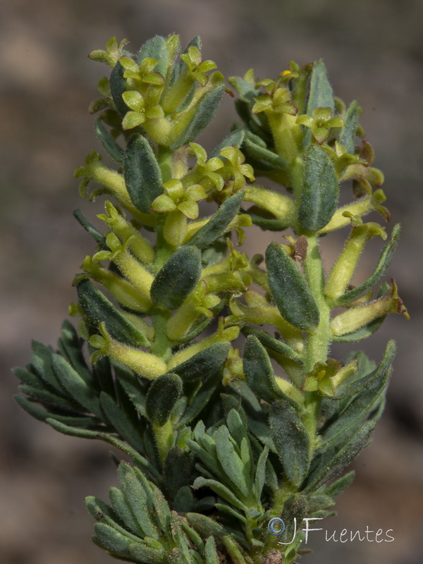 Thymelaea pubescens elliptica.31