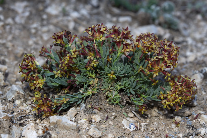 Thymelaea pubescens elliptica.58